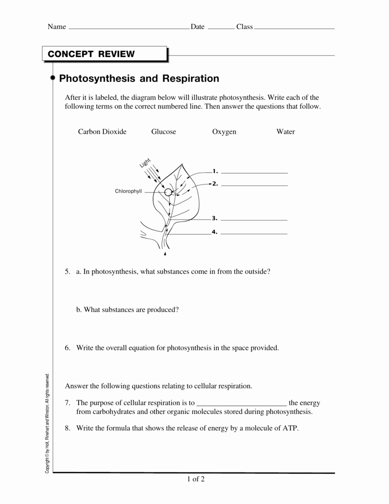 5 Photosynthesis Tips